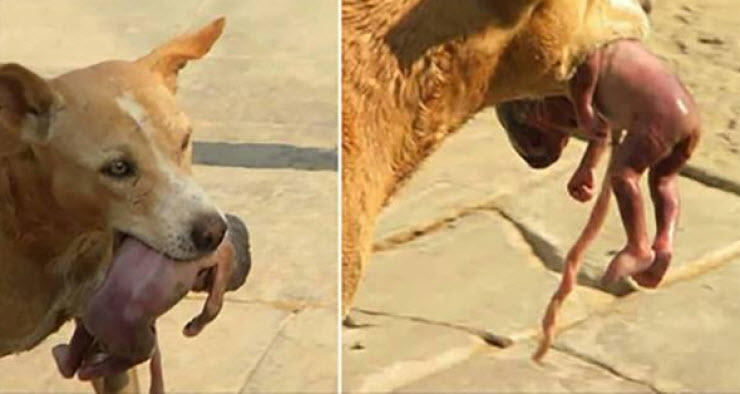 بالصور كلب جائع يجد طفلا حديث الولادة بالشارع فيفعل ما لا يصدقه العقل!