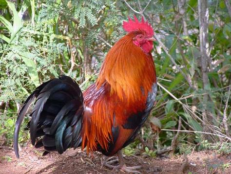 Jehovah’s Witnesses Answered Verse by Verse | Leviticus 7:26–27 Kauai Jungle Fowl 1 1