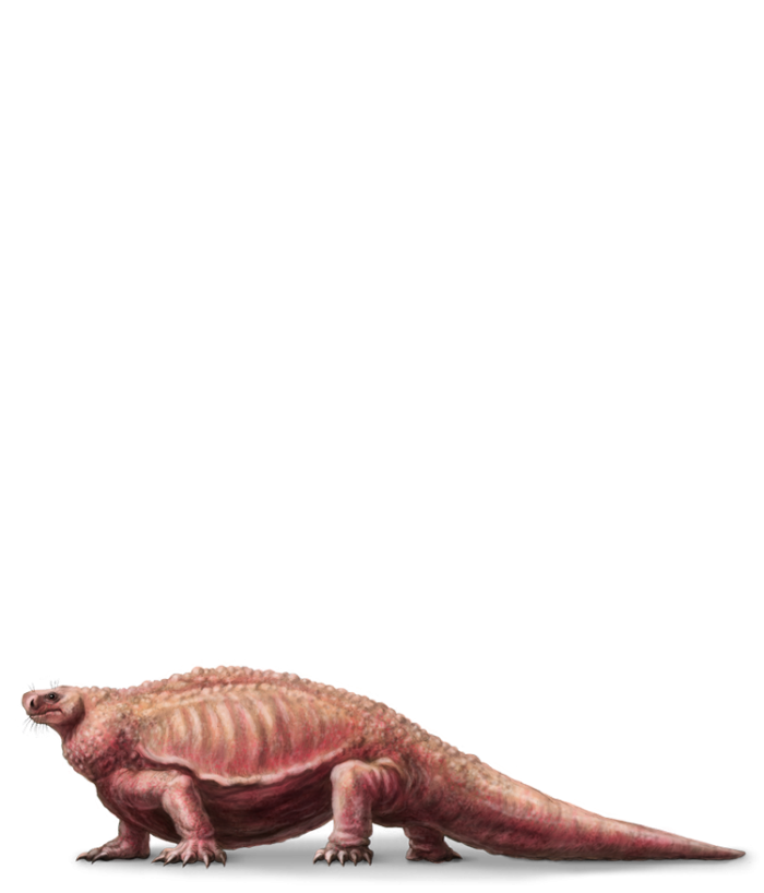 Cotylorhynchus With its barrel-chested body and comparatively puny head, Cotylorhynchus was one odd-looking creature. Known only from Flood deposits, this egg-laying plant eater may not have had overlapping scales like lizards, and it didn’t walk like upright dinosaurs. But it got big—as long as 15 feet (5 m) and over 1 ton! Illustrations by Tim Hansen.