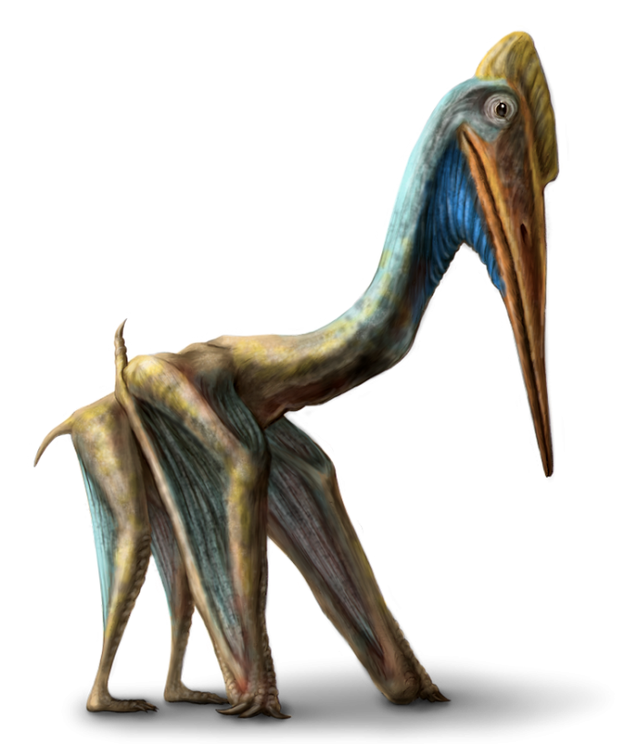 Quetzalcoatlus Is it a bird? Is it a dinosaur? No, it’s Quetzalcoatlus. Many different kinds of pterosaurs (flying reptiles) are found buried with dinosaurs, but this one was among the biggest, with a wingspan exceeding 30 feet (9 m)!Illustrations by Tim Hansen.