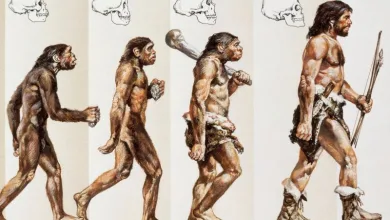 من منظار التطور كيف تطور الإنسان من حيوان ثديي أدنى؟