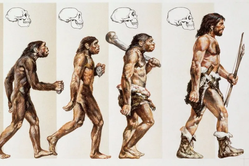 أدلة على التطور من الحيوان للإنسان