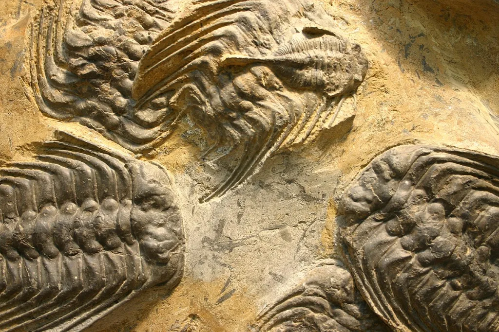 دراسة التعاقب الحفري في طبقات الأرض تظهر مراحل الحياة
