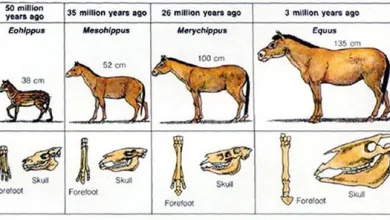 يتضح من الحفريات أن الحصان مر في تطوره حتى الآن بأربعة مراحل 