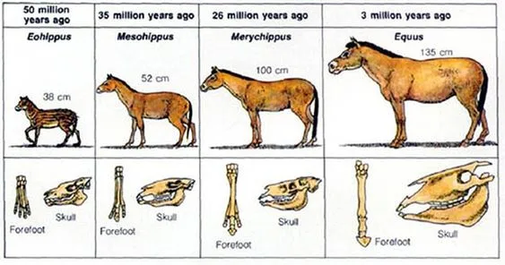 يتضح من الحفريات أن الحصان مر في تطوره حتى الآن بأربعة مراحل 