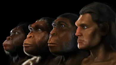 الحلقة المفقودة بين القردة والإنسان وكيف ظهر خداعهم؟