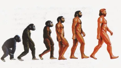 ما هي الفروض التي اعتمدت عليها نظرية التطور عن طريق الطفرة؟