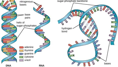 هل يمكن أن يكون جزئ الحمض النووي الريبي (RNA) قد تكون بمحض الصدفة منذ زمن بعيد، وهو الذي أنتج جزيئات البروتين؟