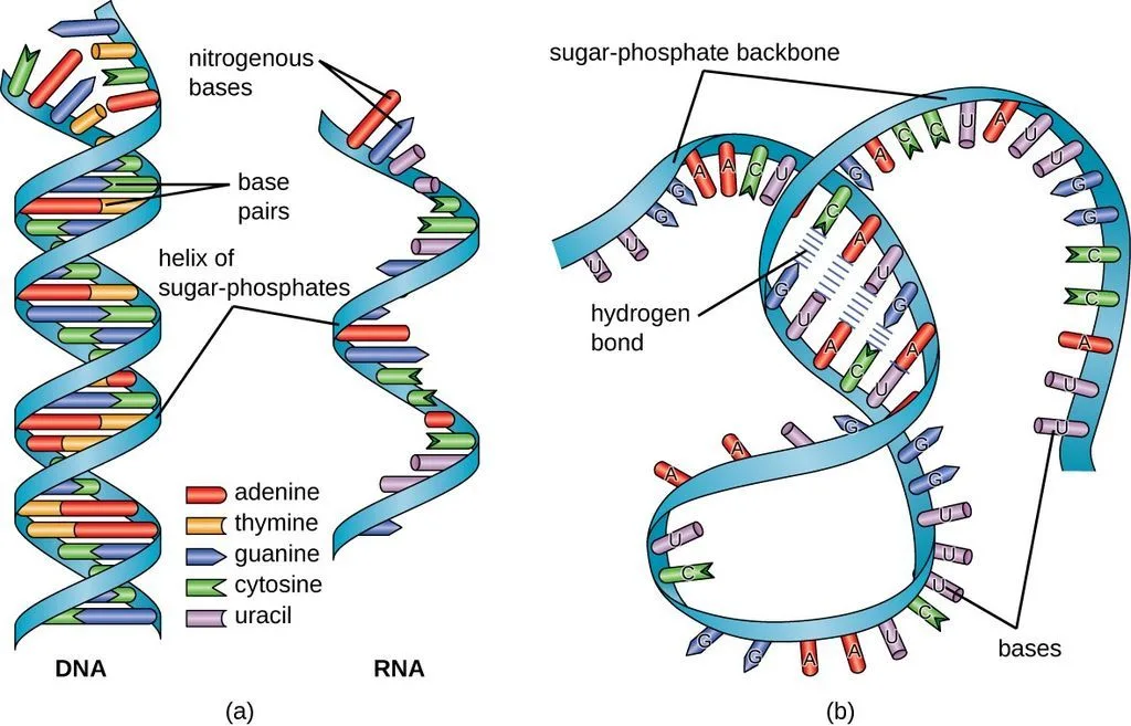 هل يمكن أن يكون جزئ الحمض النووي الريبي (RNA) قد تكون بمحض الصدفة منذ زمن بعيد، وهو الذي أنتج جزيئات البروتين؟