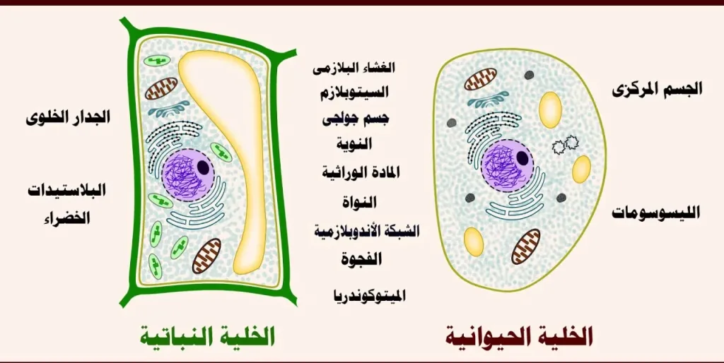 هل يقتصر تكوين الخلية على توافر جزيئات البروتين فقط؟
